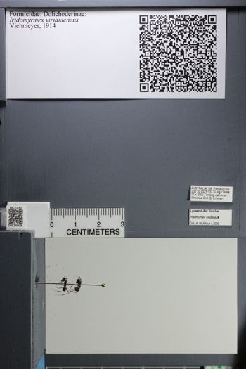 Media type: image;   Entomology 524908